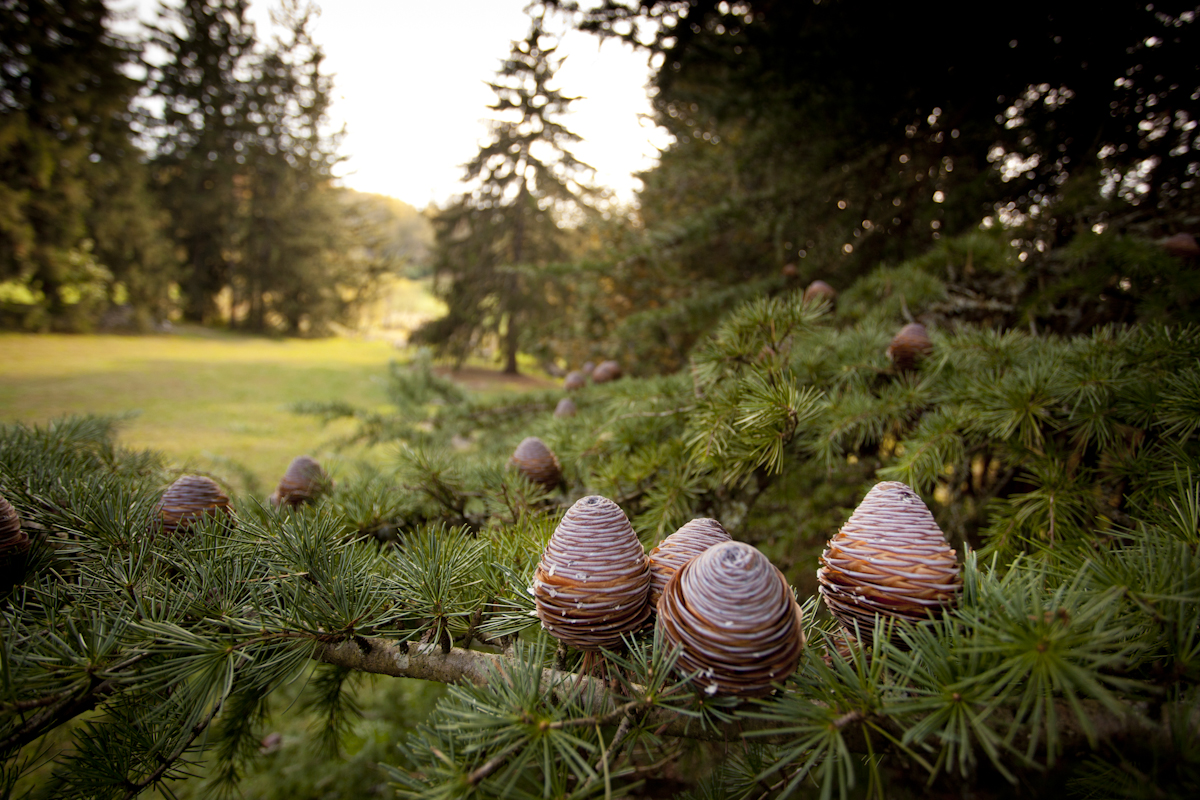 Cedar Of Lebanon Cones LoRes