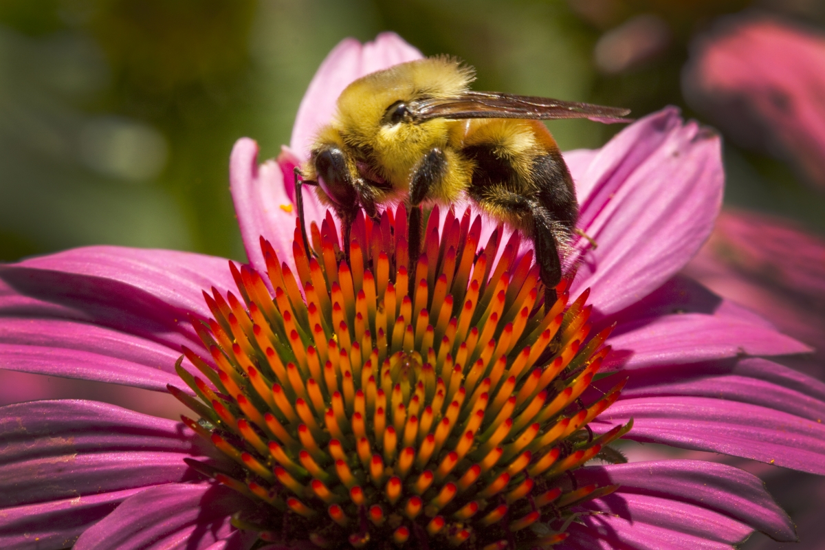 Echinacea With Bumblebee