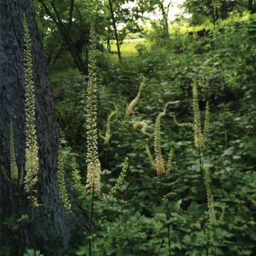 Black cohosh flowers