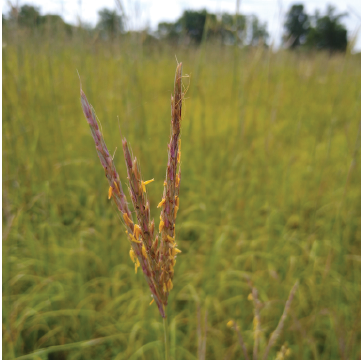 Big Bluestem Grass