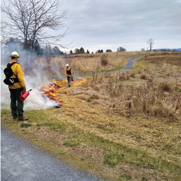 Meadow during prescribed burn