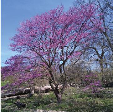 Blooming Redbud Tree