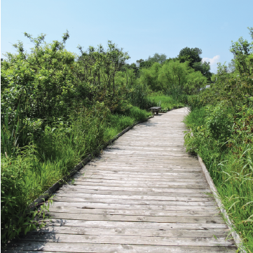 Boardwalk surrounded by plants