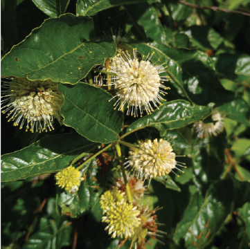 Buttonbush Flowers