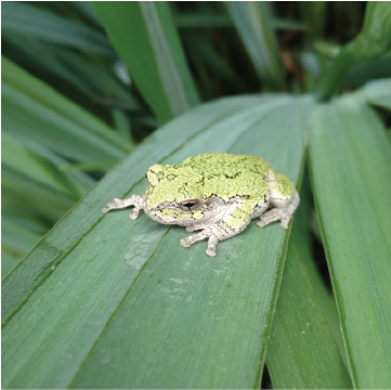 Gray green frog on leaf