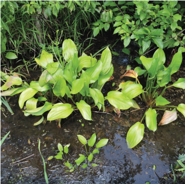 Wetland Plants