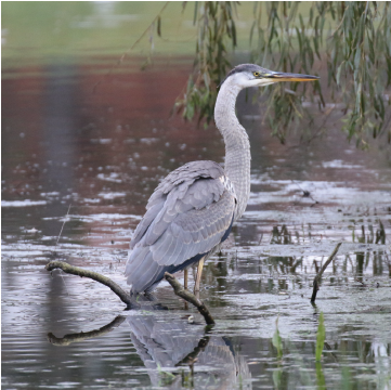 Great Blue Heron in Water