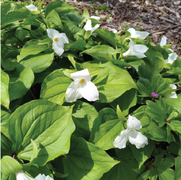 Patch of White Trillium