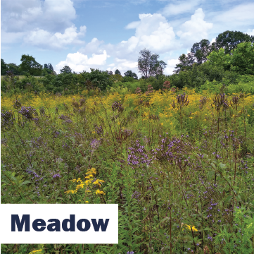 Meadow