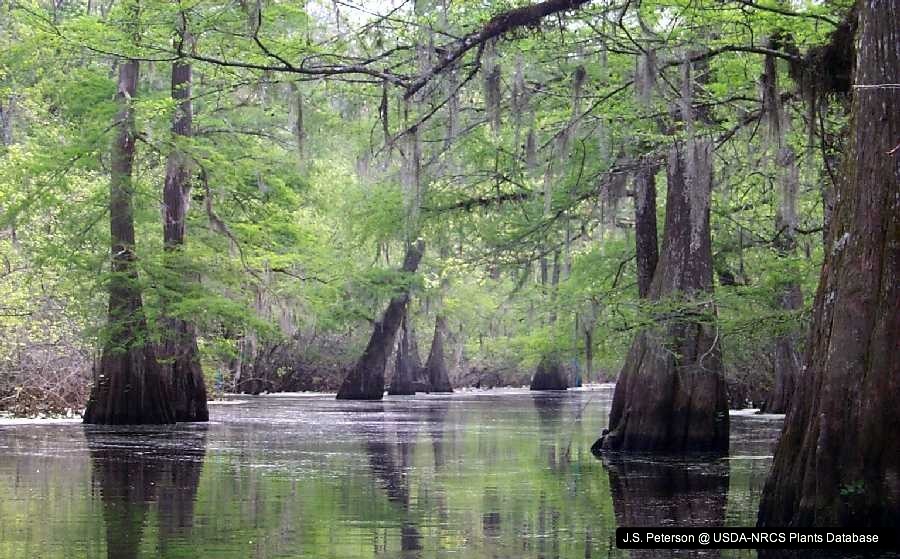 bald_cypress_usda