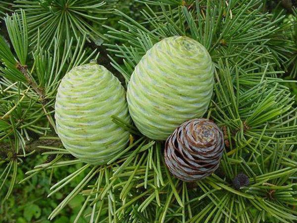 cedar_of_lebanon