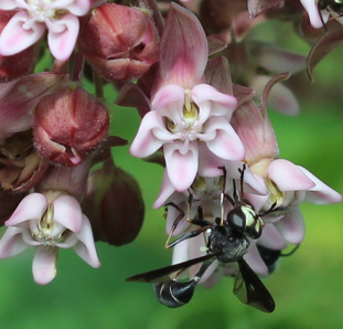 conopid_milkweed