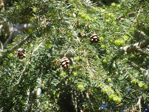 eastern_hemlock