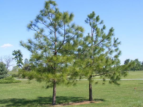 longleaf