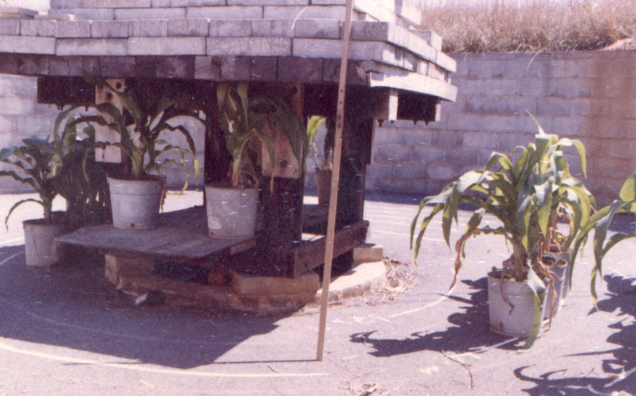 Corn Plants Near the Radiation Pit