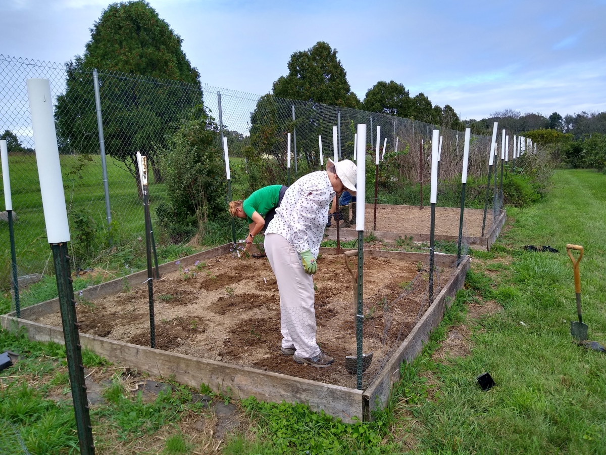 Two volunteers use shovels to dig holes in a planting bed