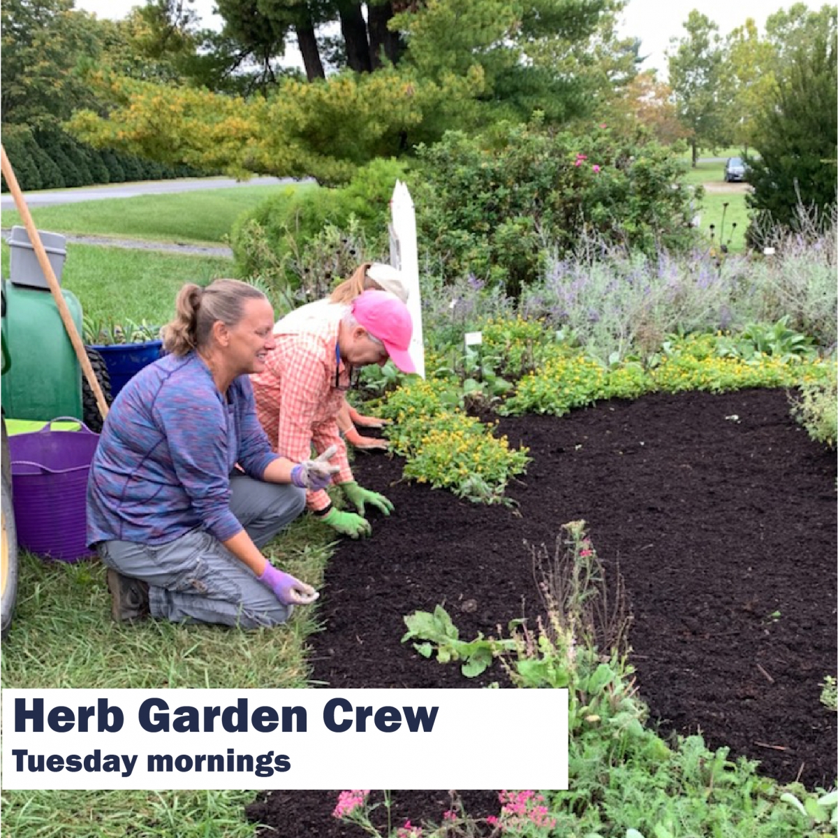 Three female volunteers spreading mulch in a garden bed