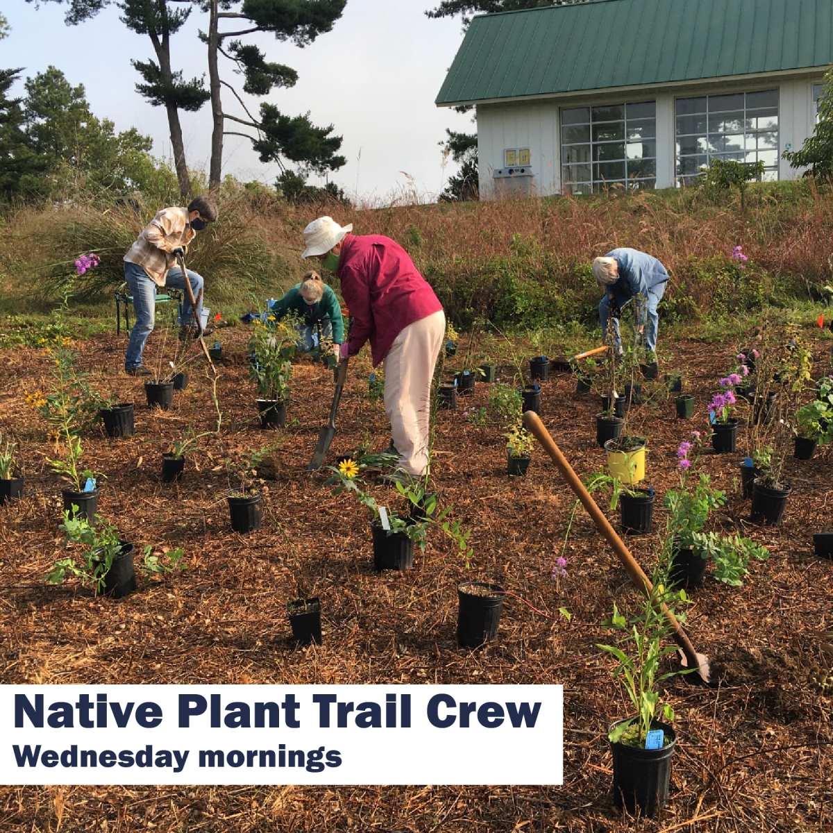 Four volunteers using shovels to plant wildflowers in a meadow