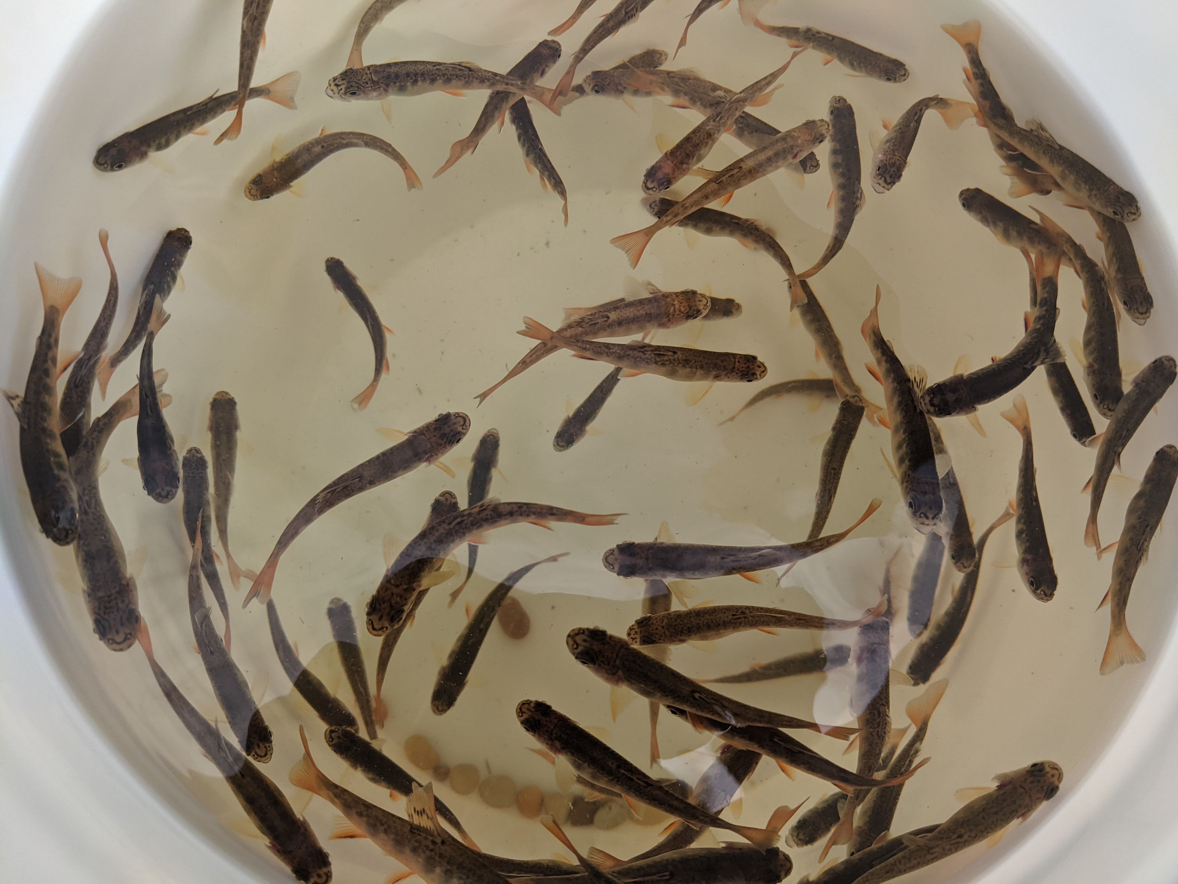 juvenile brook trout in a bucket