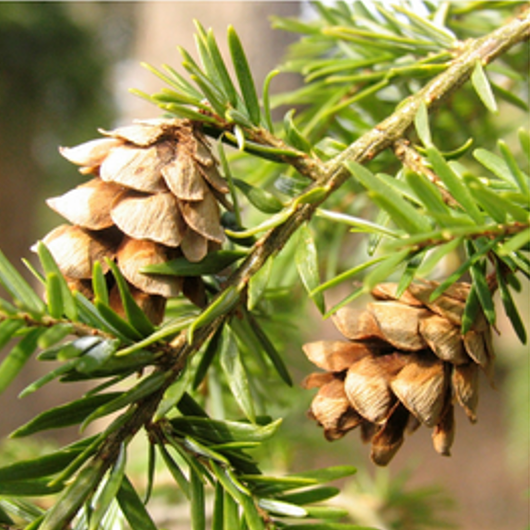 Conifers: Junior Naturalist Series