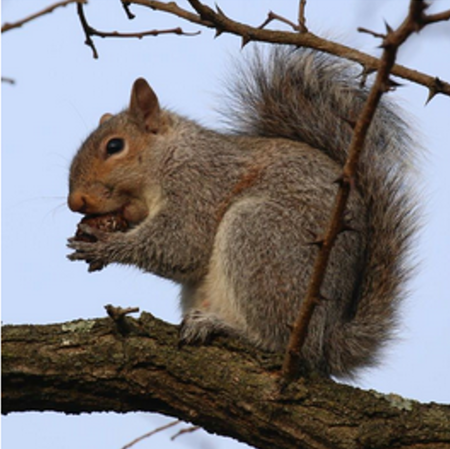 Getting Ready for Winter: Junior Natualist Series