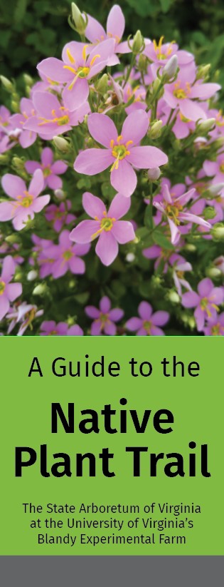 Early Summer Wildflower Guide - Native Plant Trail