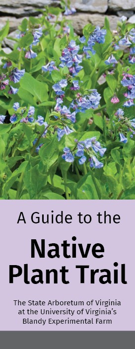 Spring Wildflower Guide - Native Plant Trail