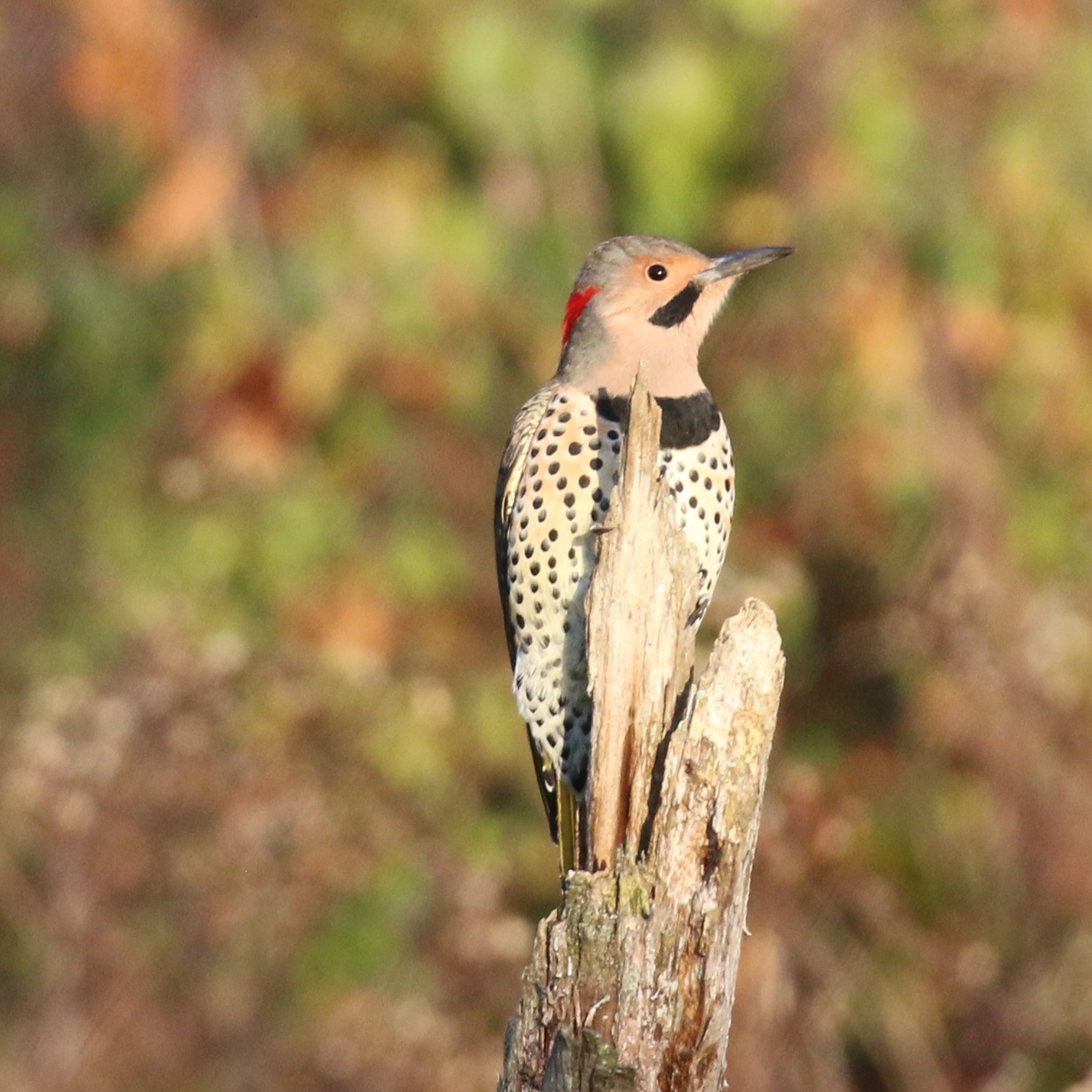 SNOW BIRD WALK