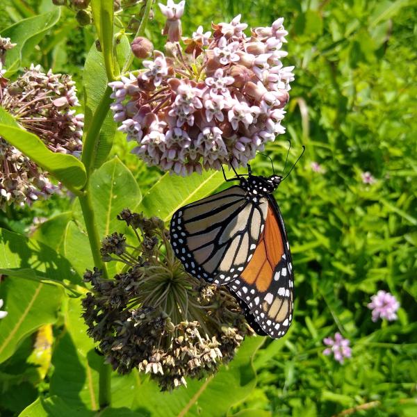 Monarch butterfly on common milkweed.jpg