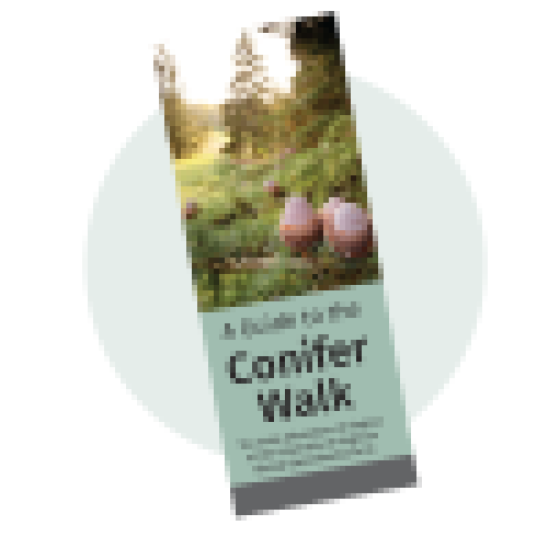 Explore the Conifer Collection!