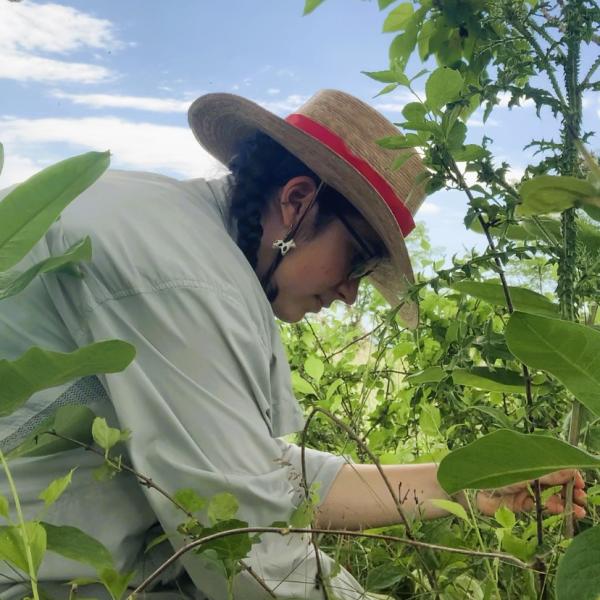 Milkweed Watch: Exploring Pollinator Dynamics at Blandy