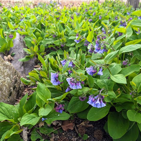 Exploring Native Spring Ephemerals at Blandy Experimental Farm