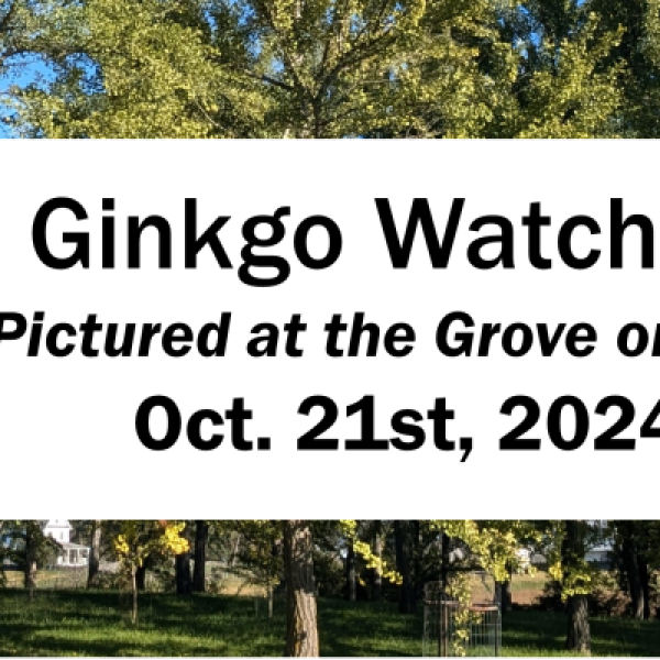 Ginkgo Grove