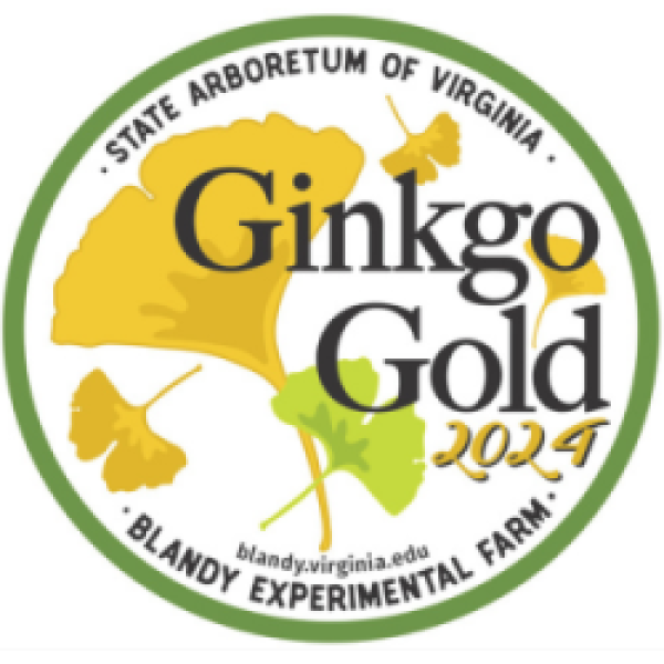 Ginkgo Gold Weekends 2024