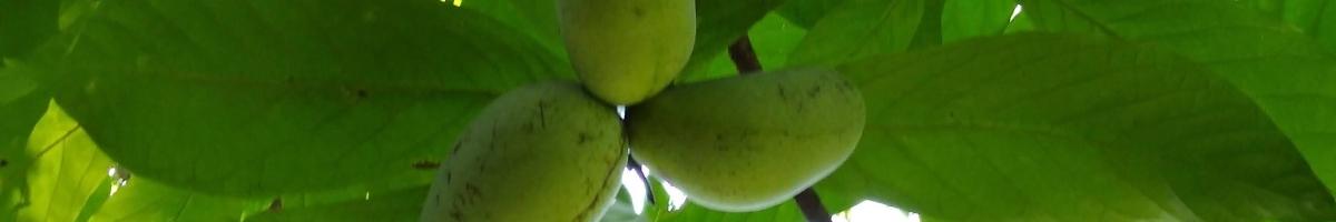 PawPaw Fruits