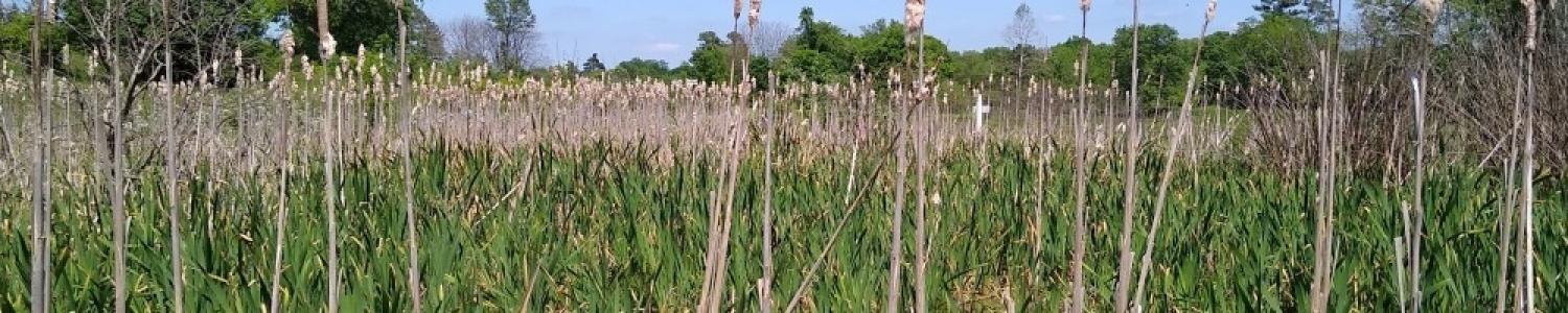 Wetland cattail vista