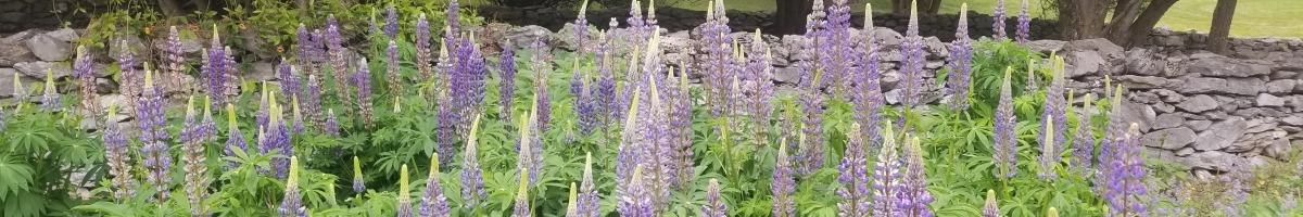 Baptisia with bumblebee