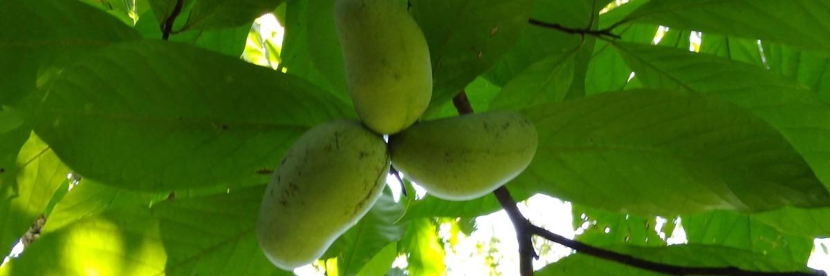 PawPaw Fruits