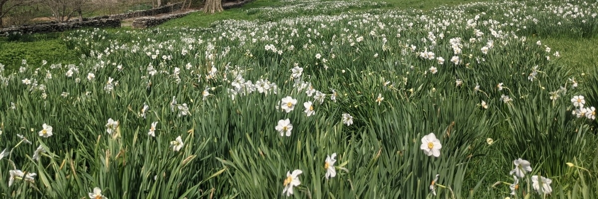 Various types of daffodils