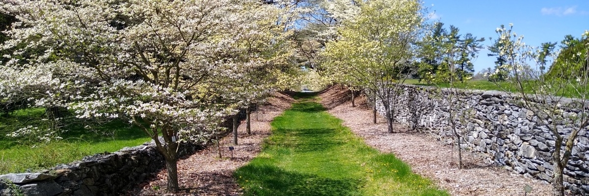 Most of the dogwood trees along dogwood lane