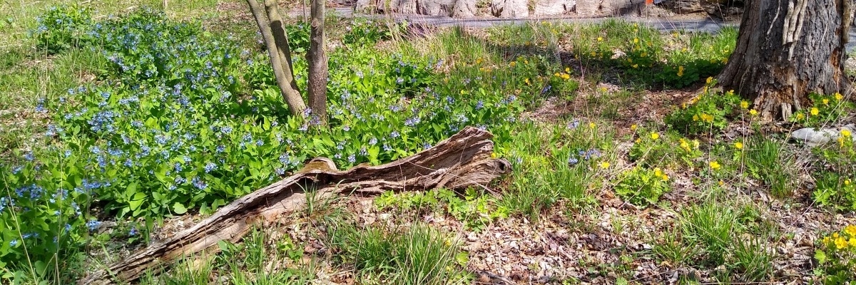 Virginia Bluebells, Trillium, Wood poppies, and many other native wildflowers 