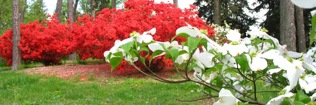 A collection of Azaleas and flowering dogwoods