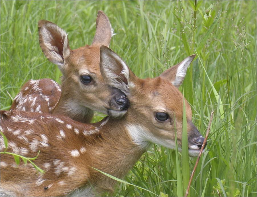 Fawns