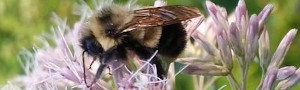 Rusty Patched Bumble Bee