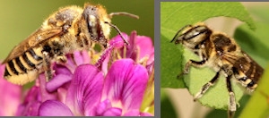 The alfalfa leafcutter bee