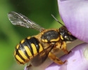 Females are commonly seen scraping the hairs off lambs ear (Stachys byzantina) leaves. 