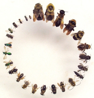 Bees come in many sizes and colors