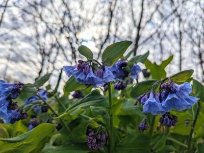 These ephemerals encompass a wide array of species, many of which can be seen in the woodland portion of the Native Plant Trail at Blandy