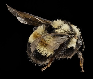 Rusty Patched Bumble Bee