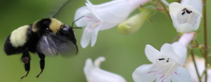 Black and Gold Bumble Bee